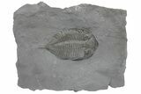 Dalmanites Trilobite Fossil - New York #219897-1